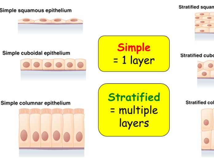 Epithelial tissue AAQ Cambridge Advanced National in Human Biology