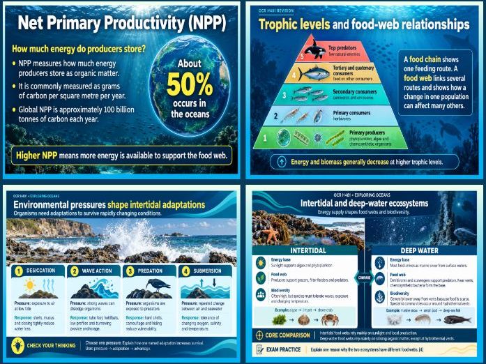 OCR A Level Geography Exploring Oceans: Ocean Food Webs and Biodiversity: Intertidal and Deep-Water