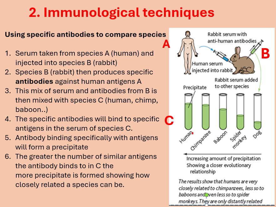 AQA A level Biology Topic 4. Clarifying evolutionary relationships (3.4.5)