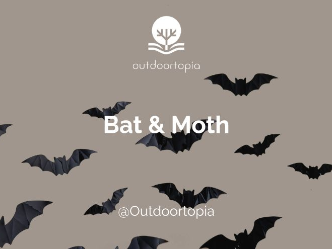 Bat & Moth