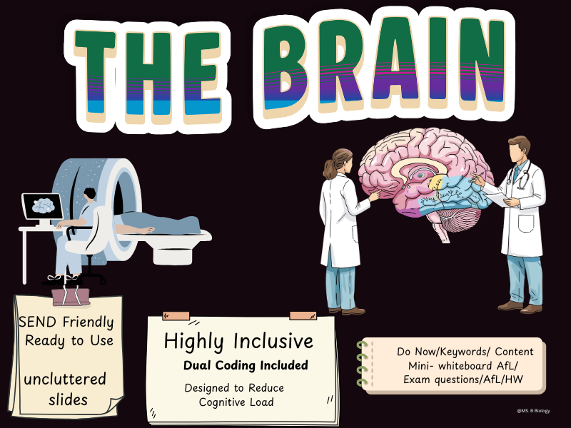 GCSE Biology The Brain Lesson | Brain Structure, Functions & Investigating Brain Damage
