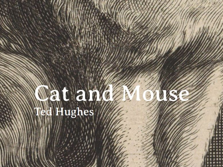 'Cat and Mouse' by Ted Hughes Study Guide Teaching Resources