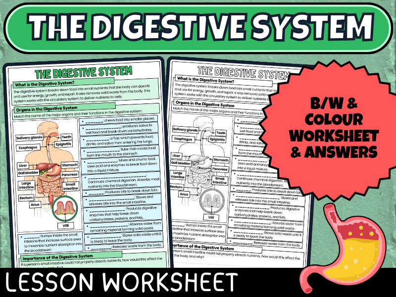 Digestive System Worksheet: Body Systems