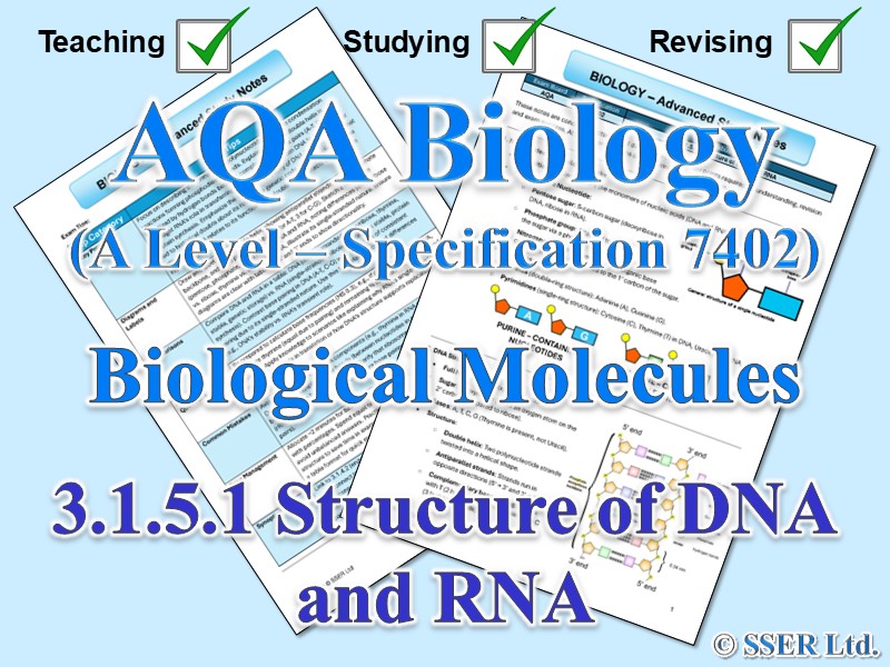 BIOA_AQA Topic Notes: 3.1.5.1 Structure of DNA and RNA