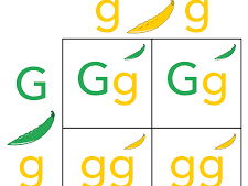 Inheritance disorders and punnett square