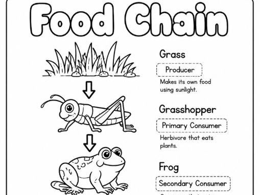 Bundle of 5 Food chain Colouring worksheets