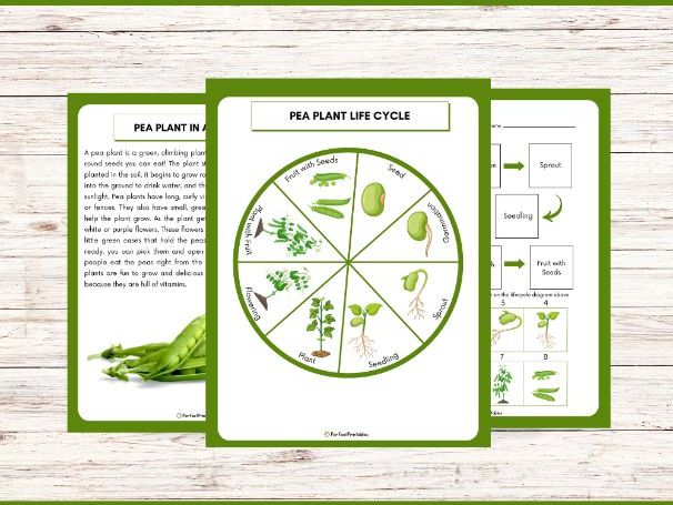 Life Cycle of a Pea Plant Worksheet - Plant Science Unit Study With Fun Facts!