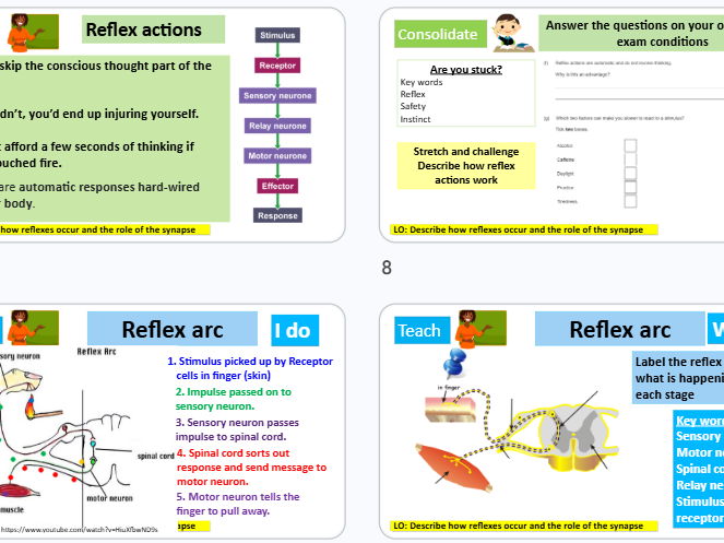 Reflexes GCSE Combined Science AQA