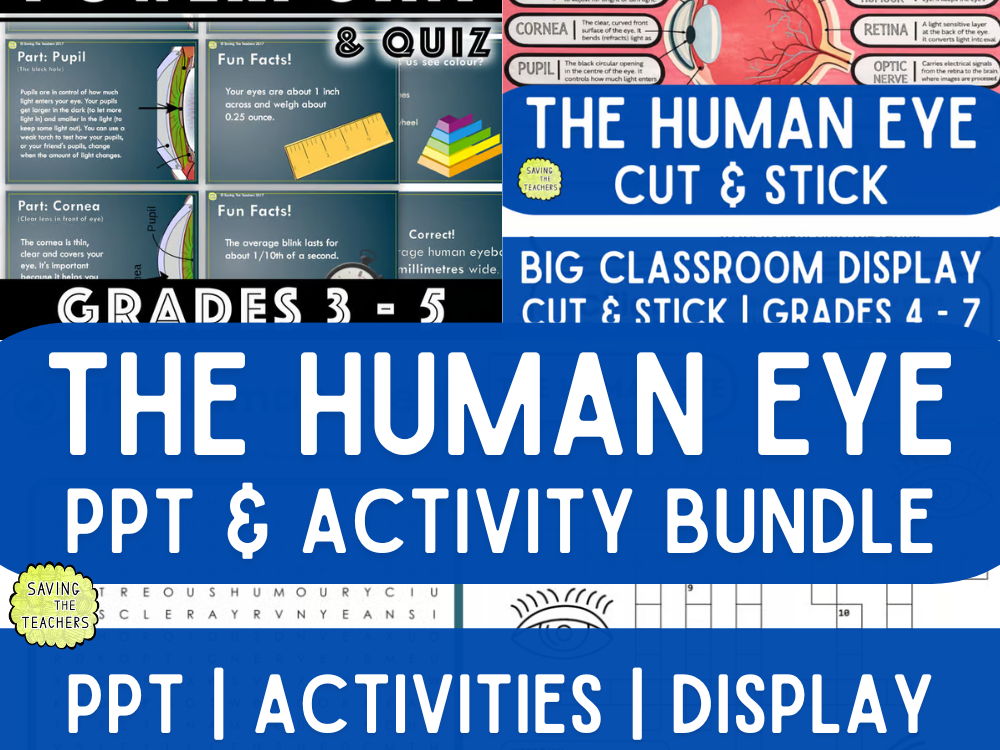 Human Eye Anatomy and Light Bundle - Lesson, Diagram, and Worksheets