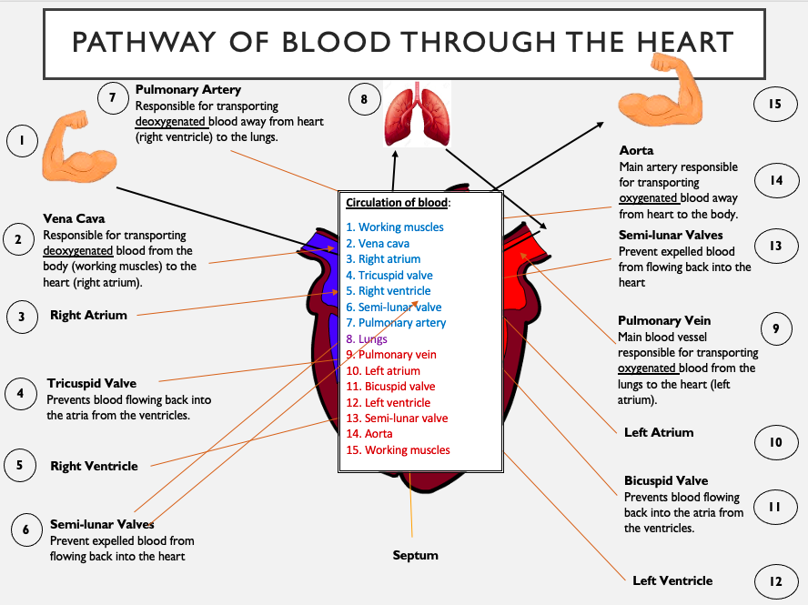 GCSE PE Cardiovascular and Respiratory System Bundle