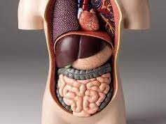 Labelling the human digestive system