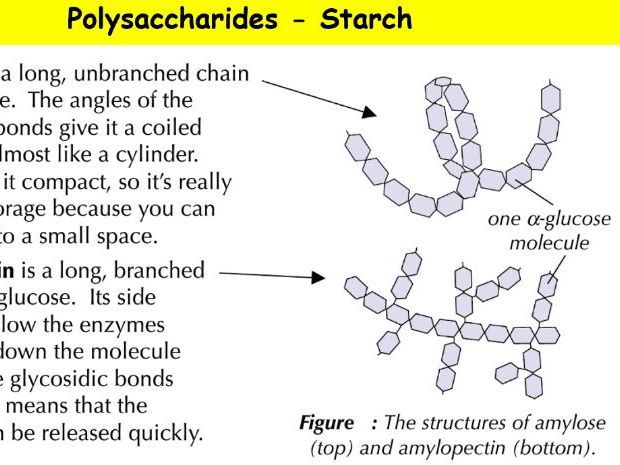 Complete A- Bio Lesson: Carbohydrates (Part 2) – Polysaccharides (Starch, Glycogen & Cellul