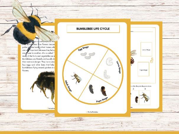 Life Cycle of a Bumblebee Worksheet - Insect Science Unit Study With Fun Facts!