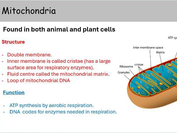 WJEC A level Biology AS Unit 1 Topic 1.2: Cell structure and organisation powerpoints for whole topi