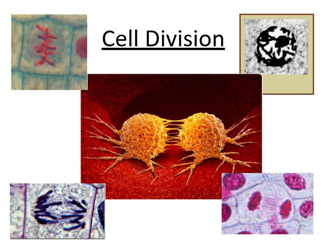 Cell Division (A-level) Mitosis and Meiosis