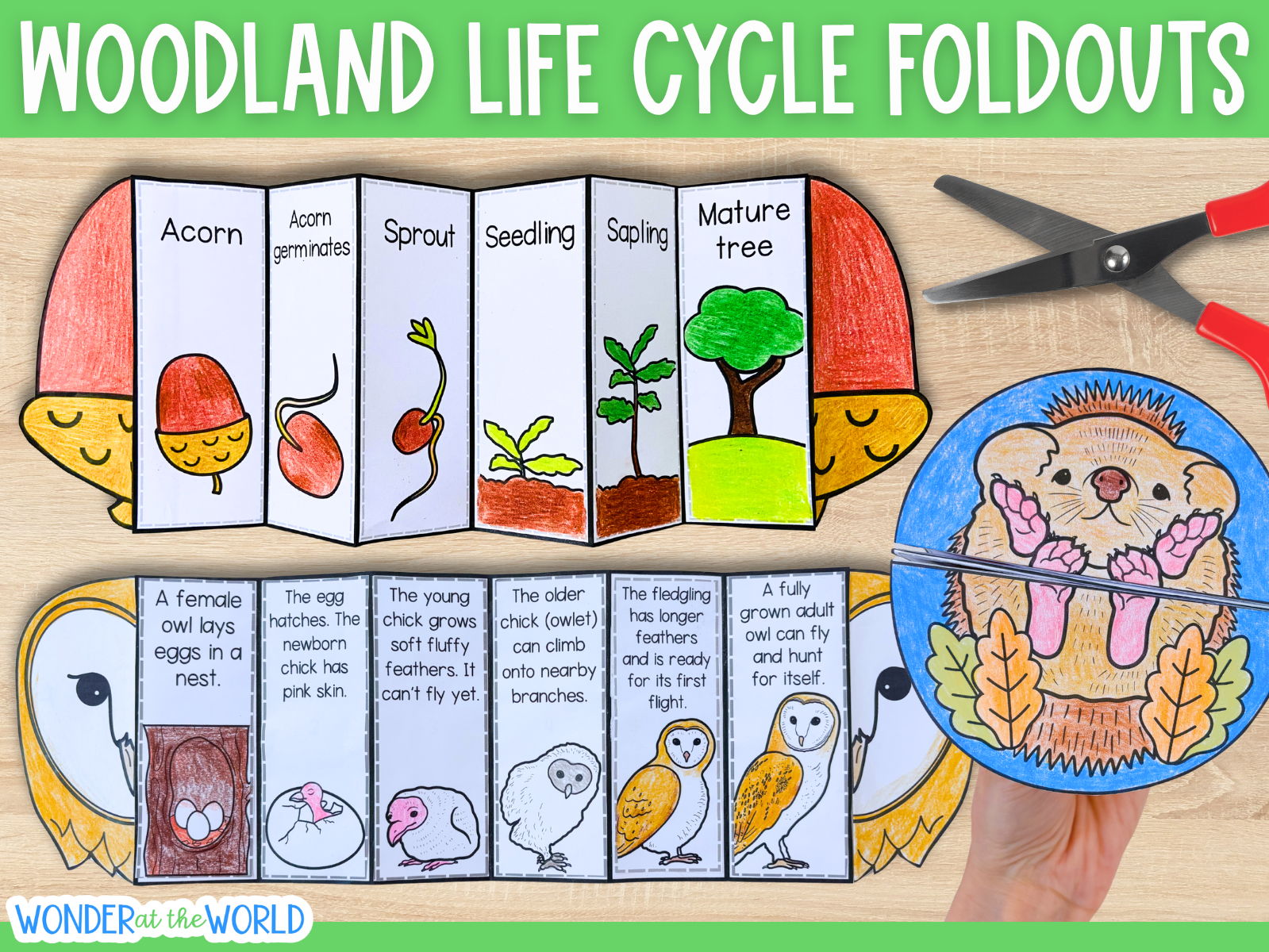 Woodland habitat animal and plant life cycles - hedgehog, owl, oak tree, stag beetle