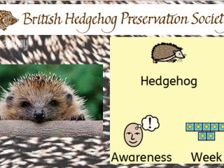 Hedgehog Awareness Week Assembly