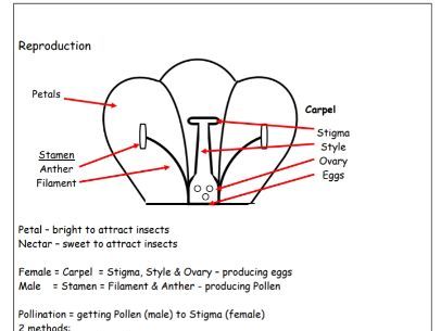 KS2 Science concepts