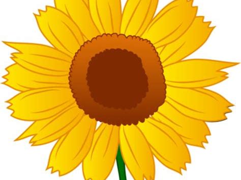 Parts of a Sunflower Worksheets | Label the Plant Activity & SEN differentiated | Science