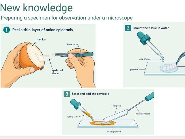 Lesson Biology KS3 Activate 1.1 Observing cells