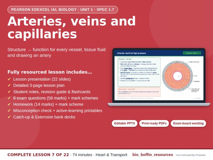 IAL Biology – Arteries, Veins & Capillaries