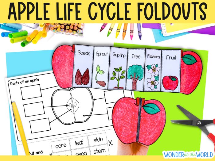 Apple tree life cycle sequence and fold science craft activity
