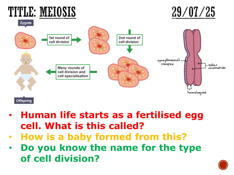 Meiosis - complete lesson (GCSE 1-9)