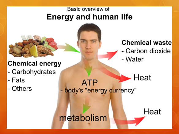 BTEC L3: Unit 5 - Anatomy and Physiology