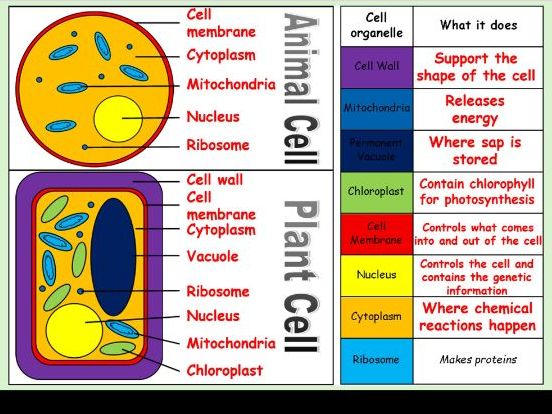 Organisms Year 7 Topic