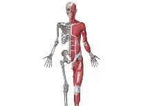 AAQ OCR F091 Topic 4 Musculoskeletal system