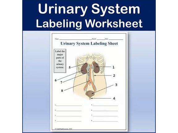 Urinary System Labeling Worksheet - Science | Anatomy