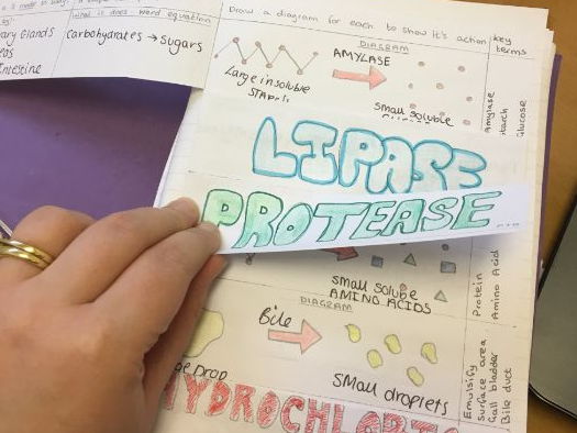 Digestive System and Enzymes - WHOLE LESSON AQA New 2016 GCSE Biology