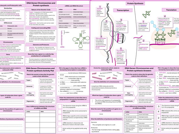 DNA Genes Chromosomes and Protein Synthesis A Level AQA Biology