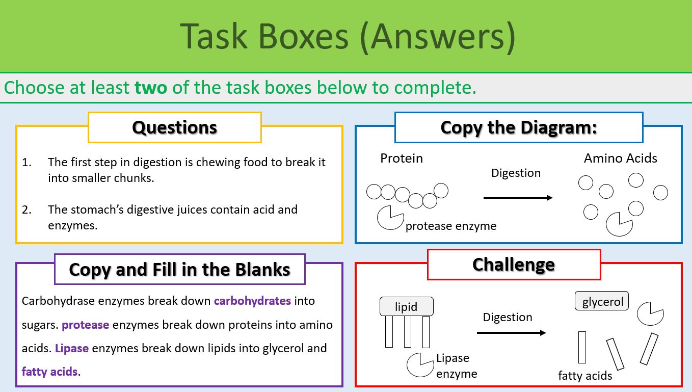 Bacteria and Enzymes in Digestion KS3 Year 8 Teaching Resources