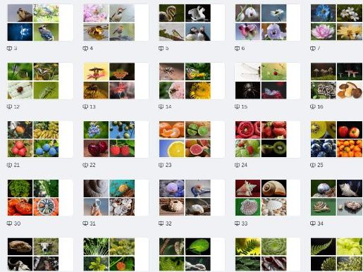 Natural Forms Drawing Resources