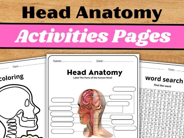 Head Anatomy|Labeling Worksheet