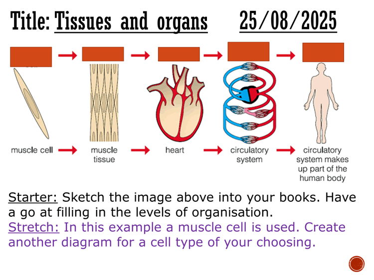 Tissues and organs - complete lesson (GCSE 1-9)