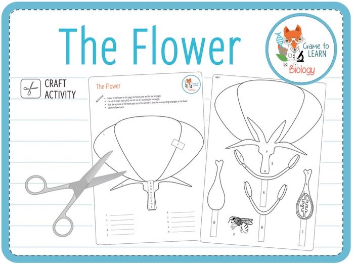 The Flower Craft activity (KS2/3) Teaching Resources