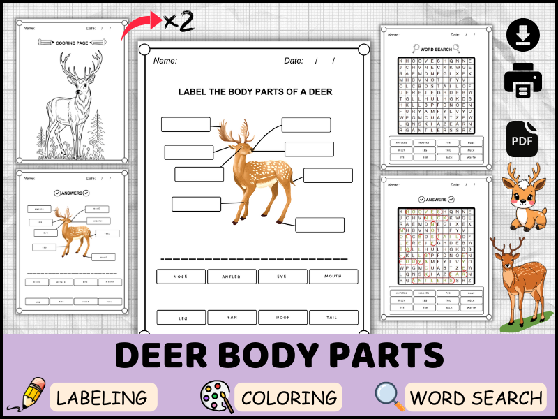 Deer Body Parts in English | Labeling, Coloring, Word Search Worksheets | Animal Anatomy Activities