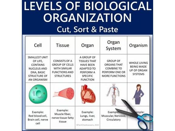 Levels of Biological Organization Cut, Sort & Paste - Science Worksheet