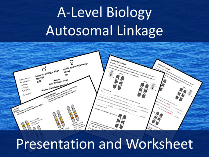 Autosomal Linkage - Inheritance - A Level Biology - PowerPoint and Worksheet