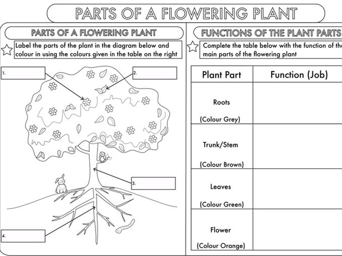 Year 3 Science Parts Of A Plant Worksheet Teaching Resources