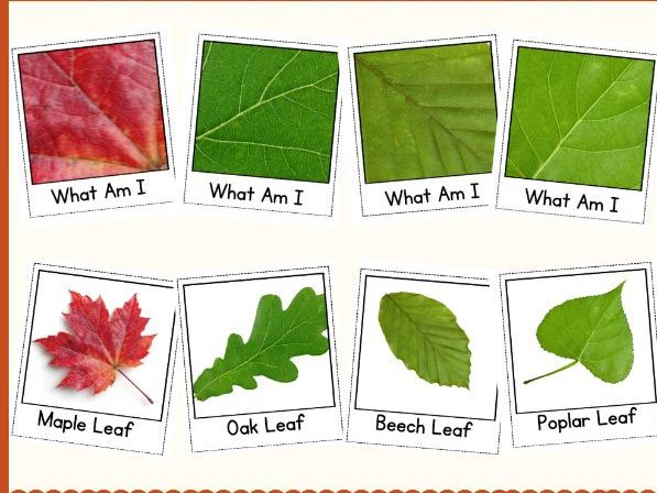 Autumn Leaves Shape Matching Activity | Cut and Match Science Center Activity
