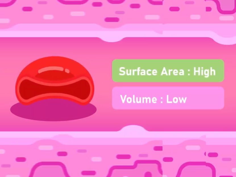 Complete 2+ Hour Lesson Pack: Surface Area to Volume Ratio (SA:V) & Exchange Surfaces