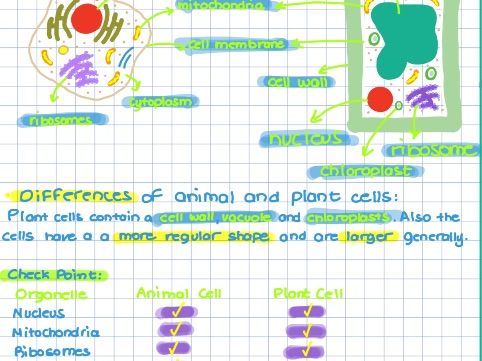 Levels of organization IGCSE