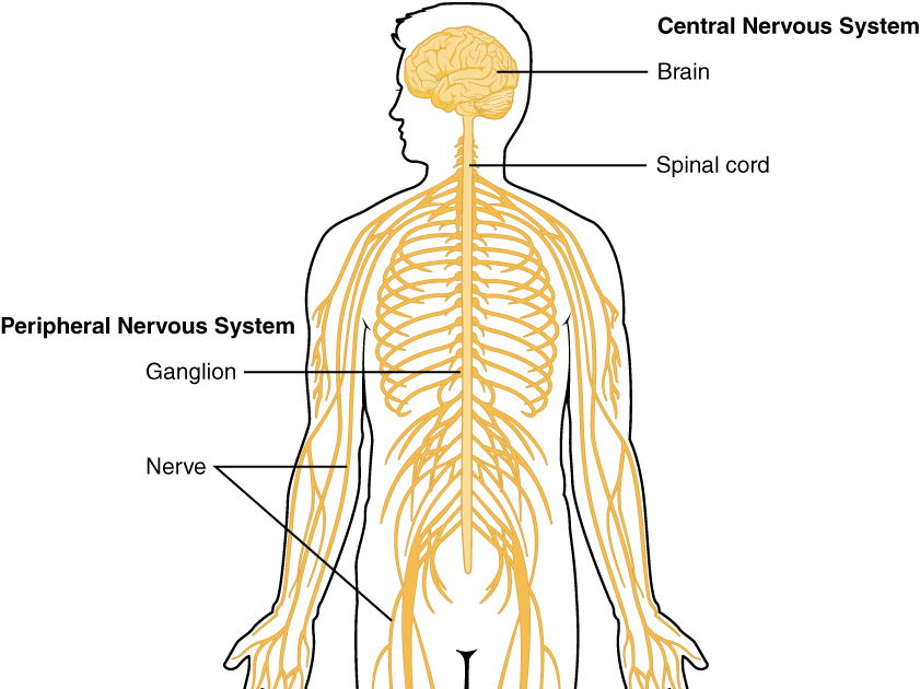 The nervous system
