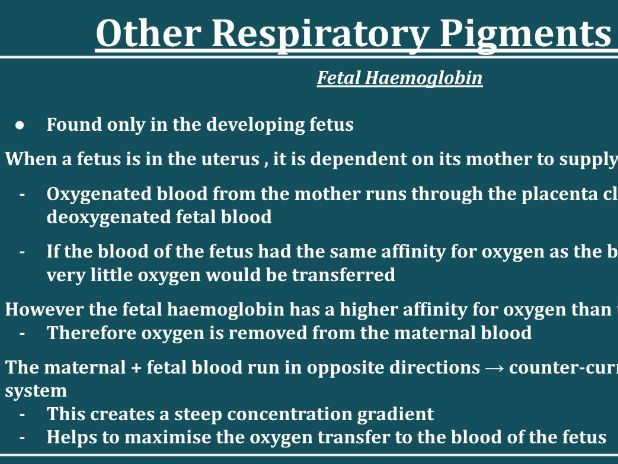 Transporting Oxygen & Carbon Dioxide