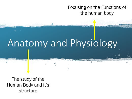 Anatomy and Physiology - Level 3 HSC  & T-Level Health (Upgraded)