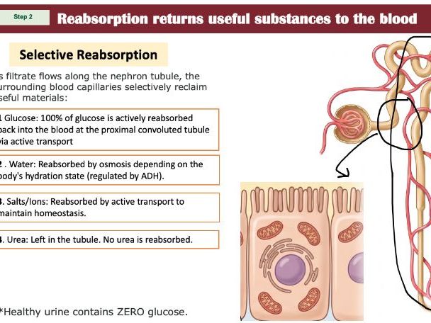 CIE IGCSE Excretion Pack