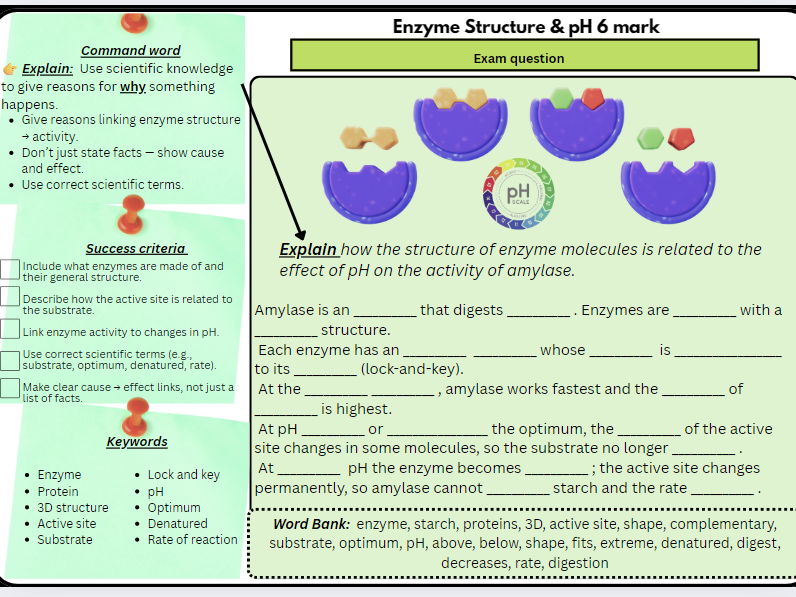 Enzyme Structure & pH – 6 Mark Exam Question | Scaffolded/Differentiated (Amylase & Digestion)